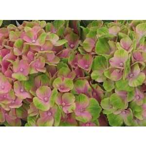 Hydrangea Amathyst