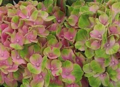 Hydrangea Amathyst