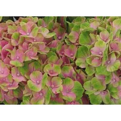 Hydrangea Amathyst