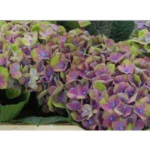 Hydrangea Amathyst Blue