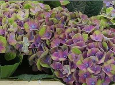 Hydrangea Amathyst Blue