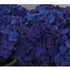 Hydrangea Anne