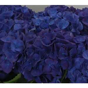 Hydrangea Anne