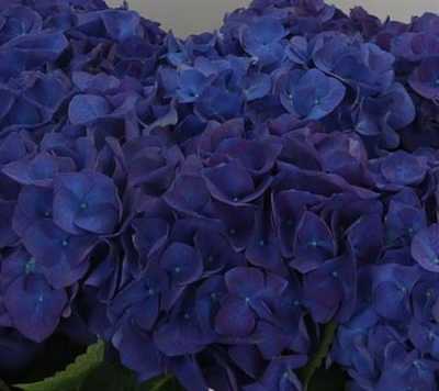 Hydrangea Anne