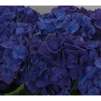 Hydrangea Anne