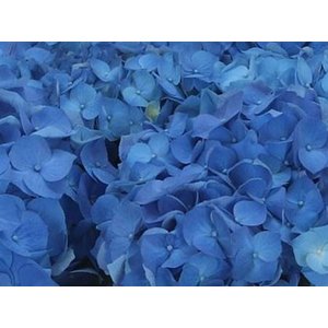 Hydrangea Bela Blue