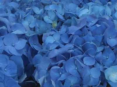 Hydrangea Bela Blue