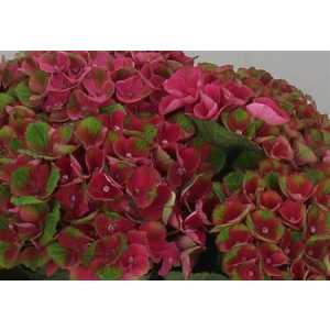 Hydrangea Charlotte