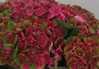 Hydrangea Charlotte