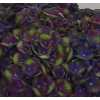 Hydrangea Charlotte Blue
