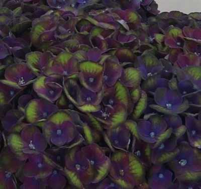 Hydrangea Charlotte Blue