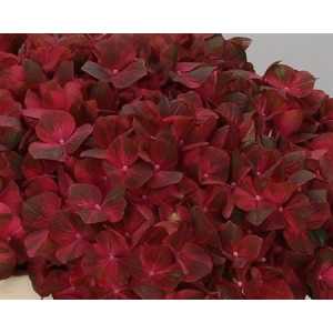 Hydrangea Chocolate