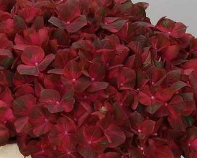 Hydrangea Chocolate