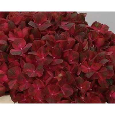 Hydrangea Chocolate