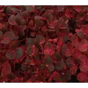 Hydrangea Chocolate