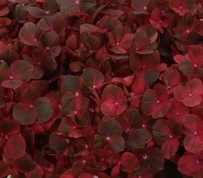 Hydrangea Chocolate