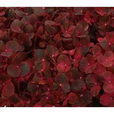 Hydrangea Chocolate
