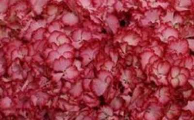 Hydrangea Colourdream