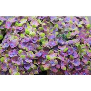 Hydrangea Coral Blue