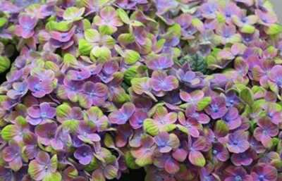 Hydrangea Coral Blue