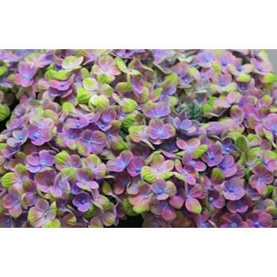 Hydrangea Coral Blue