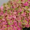 Hydrangea Coral Pink