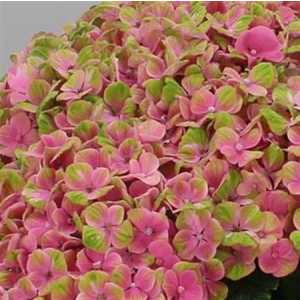 Hydrangea Coral Pink