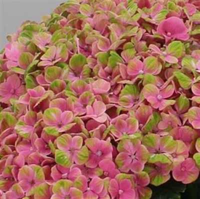 Hydrangea Coral Pink