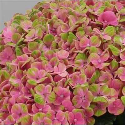 Hydrangea Coral Pink