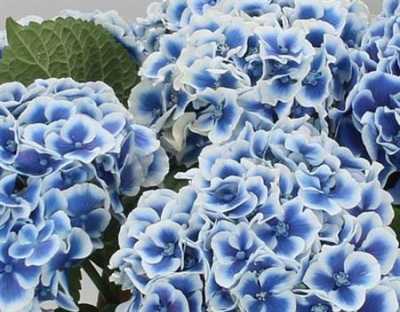Hydrangea Dali