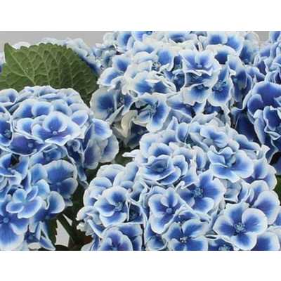 Hydrangea Dali