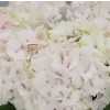 Hydrangea Emerald