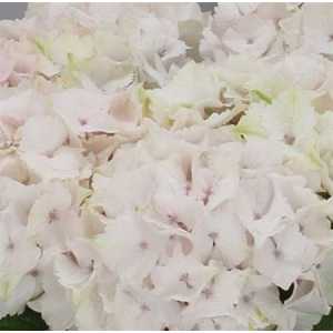 Hydrangea Emerald