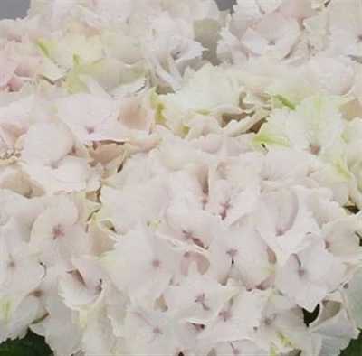 Hydrangea Emerald