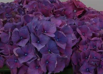 Hydrangea Glowing Alps Purple