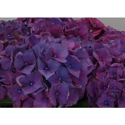 Hydrangea Glowing Alps Purple