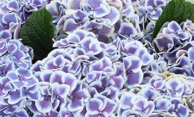 Hydrangea Harlekijn Blue