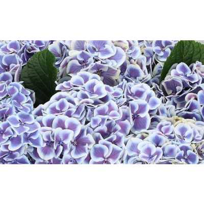 Hydrangea Harlekijn Blue