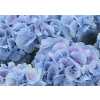 Hydrangea Lolly Pop Blue