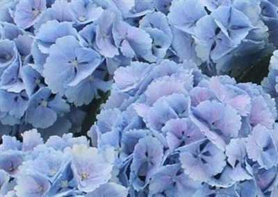 Hydrangea Lolly Pop Blue