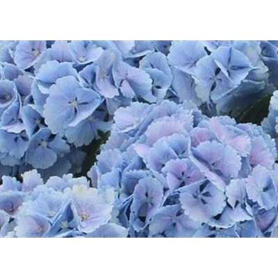 Hydrangea Lolly Pop Blue