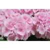 Hydrangea Lolly Pop Pink Pale
