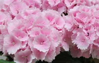 Hydrangea Lolly Pop Pink Pale