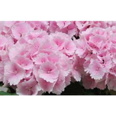 Hydrangea Lolly Pop Pink Pale
