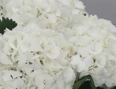 Hydrangea Lolly Pop White
