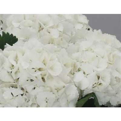 Hydrangea Lolly Pop White