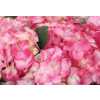Hydrangea Marble