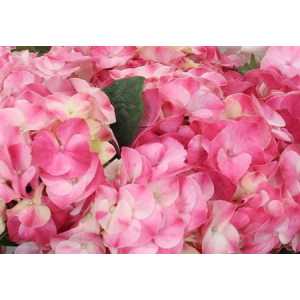 Hydrangea Marble