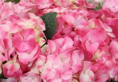 Hydrangea Marble
