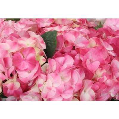 Hydrangea Marble